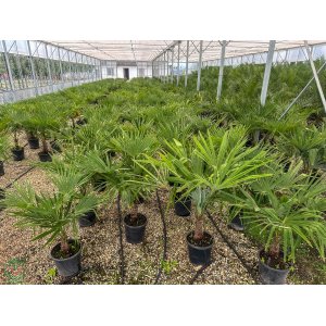 Palma konopná (Trachycarpus fortunei) - výška 80-100 cm, výška kmeňa 20/30 cm, kont. C18L  (-17°C) 